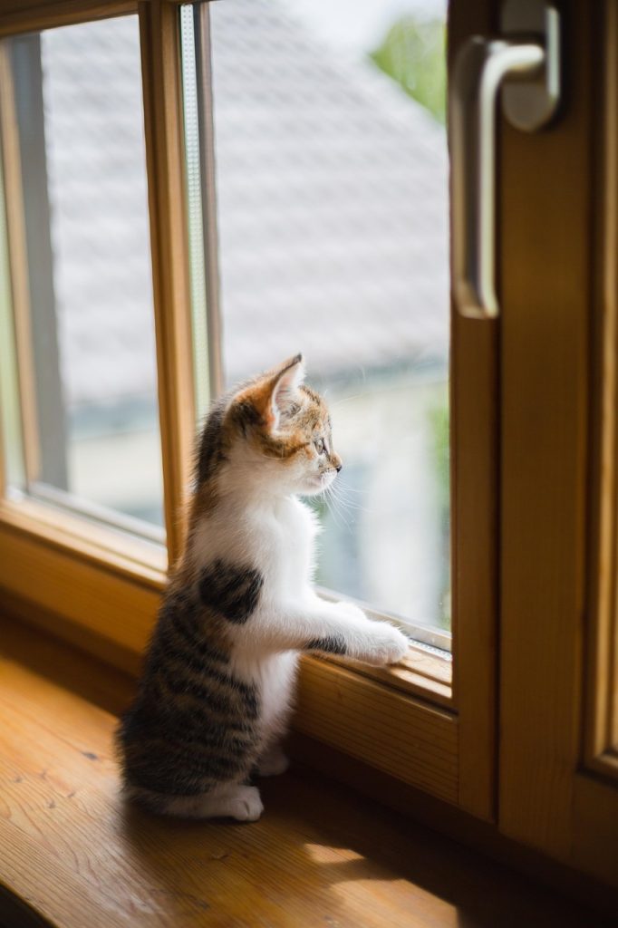 young, pet, cat, animal, window, sad, scratch, wooden windows